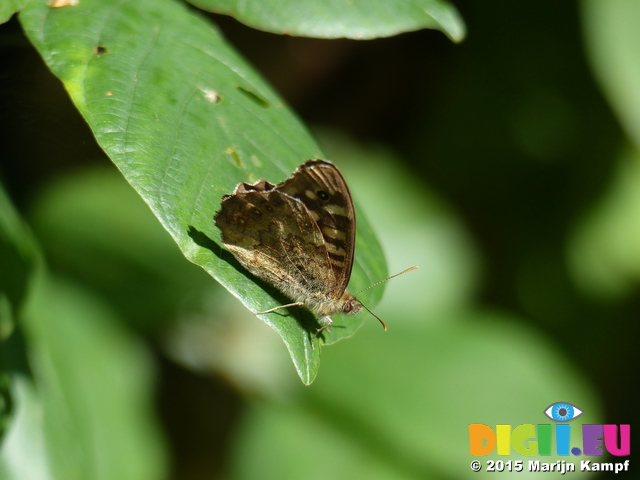 FZ019849 Speckled wood (Pararge aegeria) butterfly on leaf